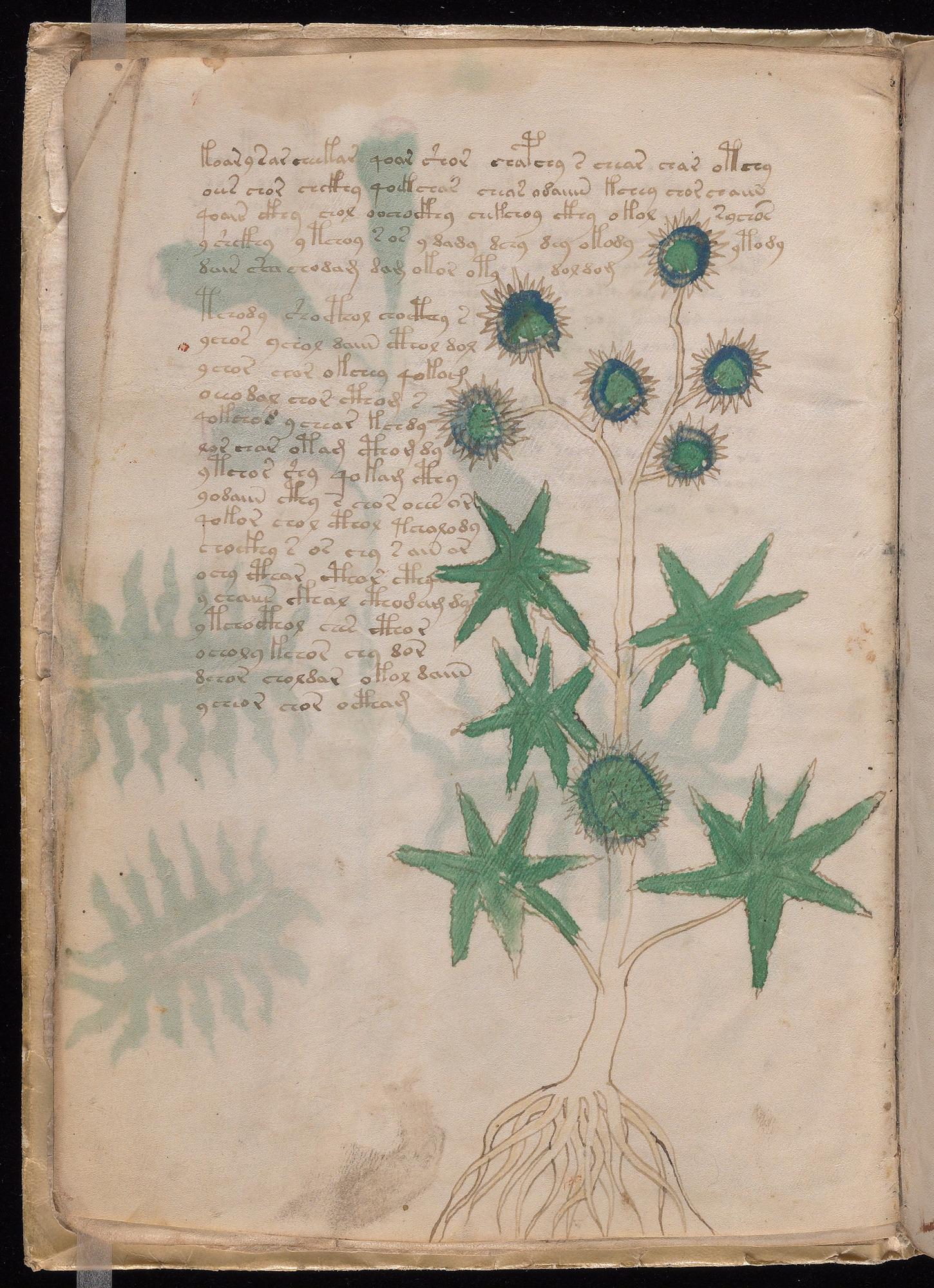 Herbal Page 12